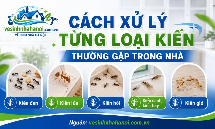 Các loại kiến thường gặp trong nhà