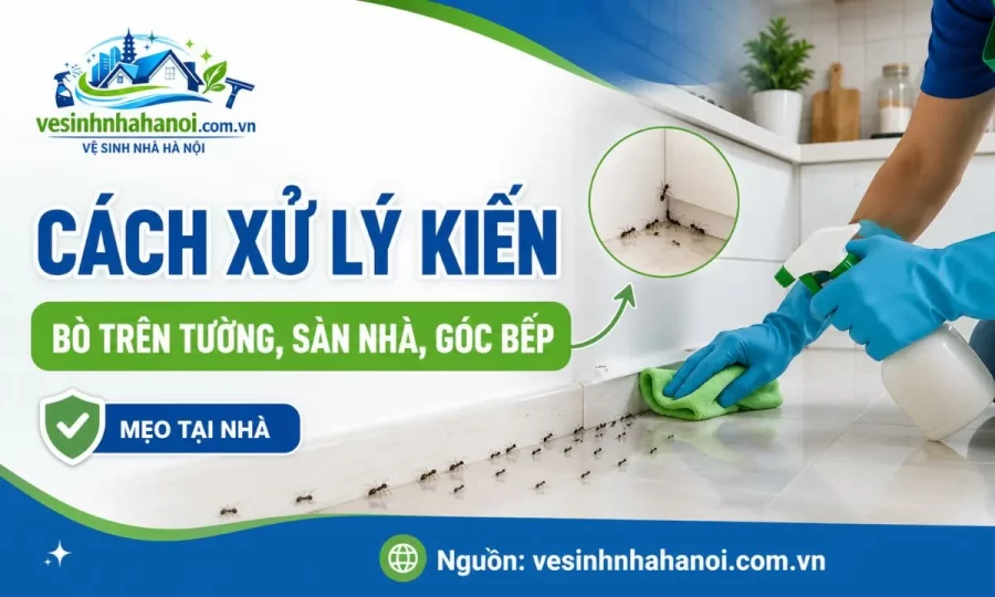 Cách xử lý kiến bò trên tường