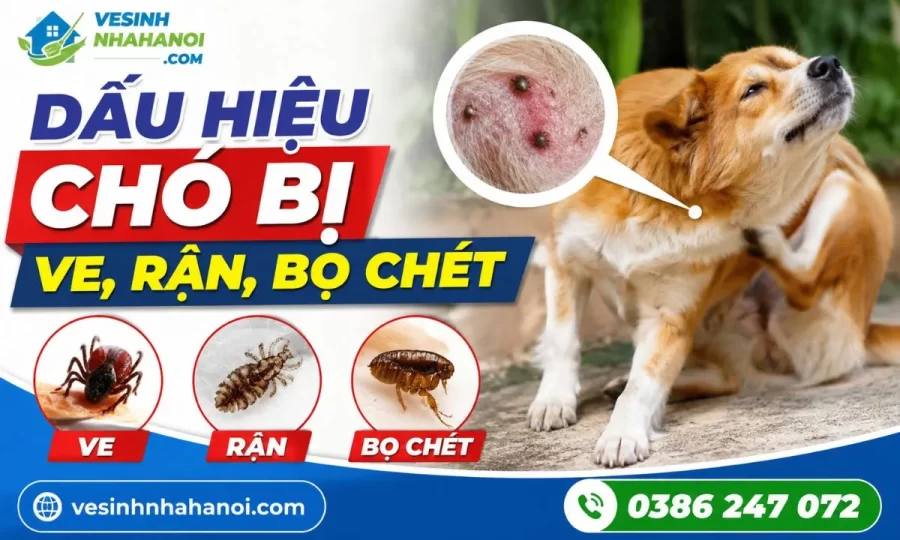 Dấu hiệu chó bị ve, rận, bọ chét