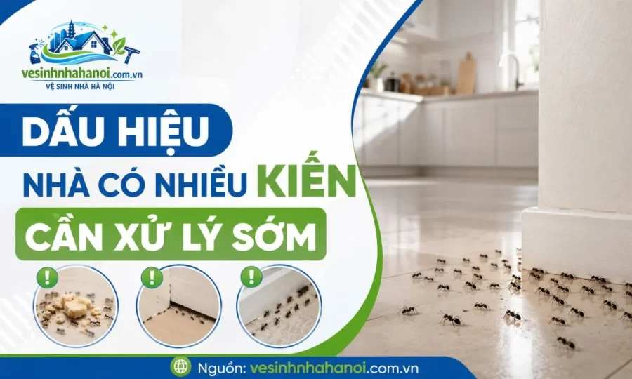 Dấu hiệu nhà có kiến