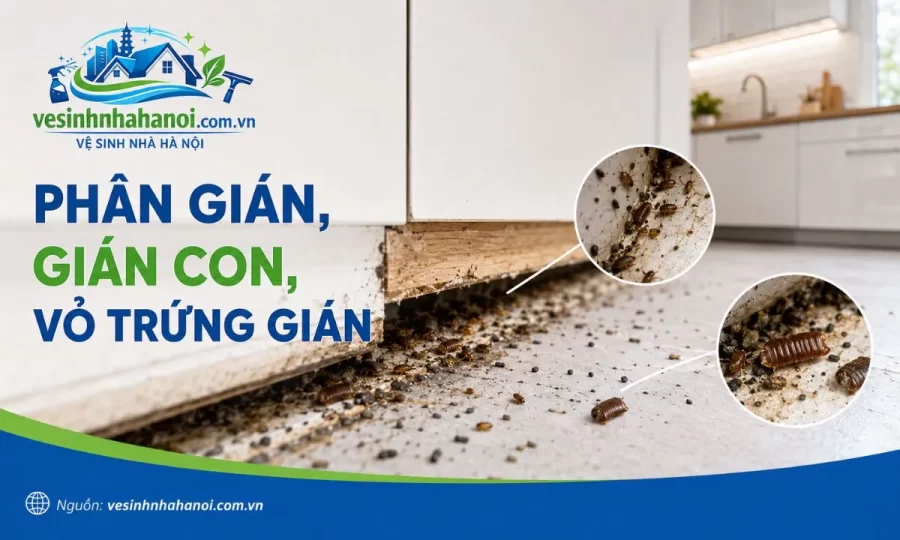 Dấu hiệu trong nhà có ổ gián cần xử lý sớm