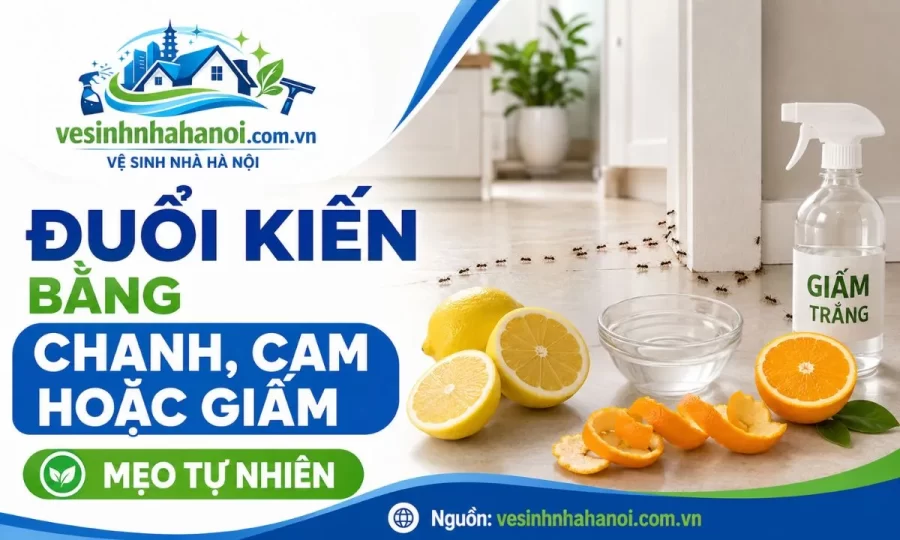 Đuổi kiến bằng chanh, cam hoặc giấm