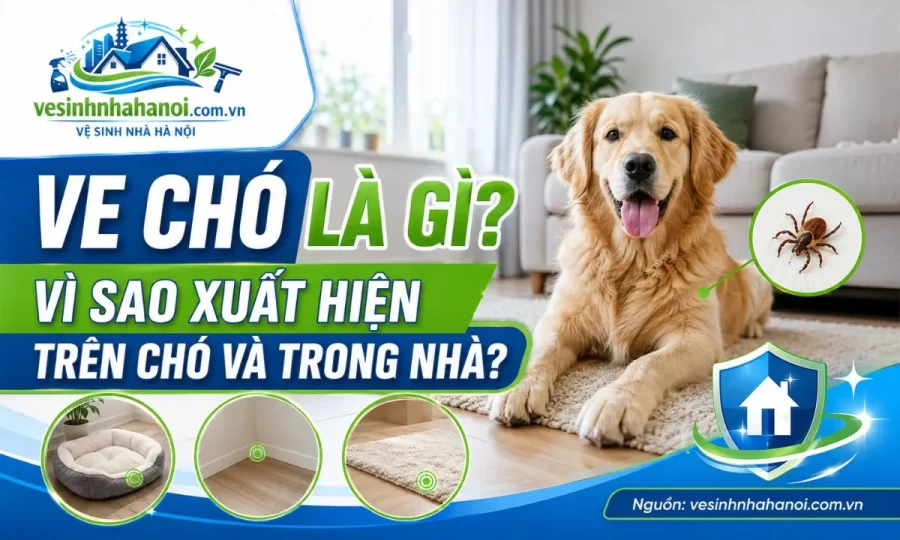 Ve chó là gì? Tại sao xuất hiện trên chó và trong nhà