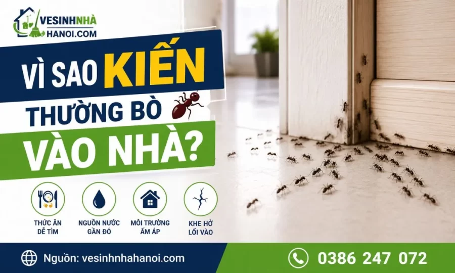 Vì sao kiến thường bò vào nhà